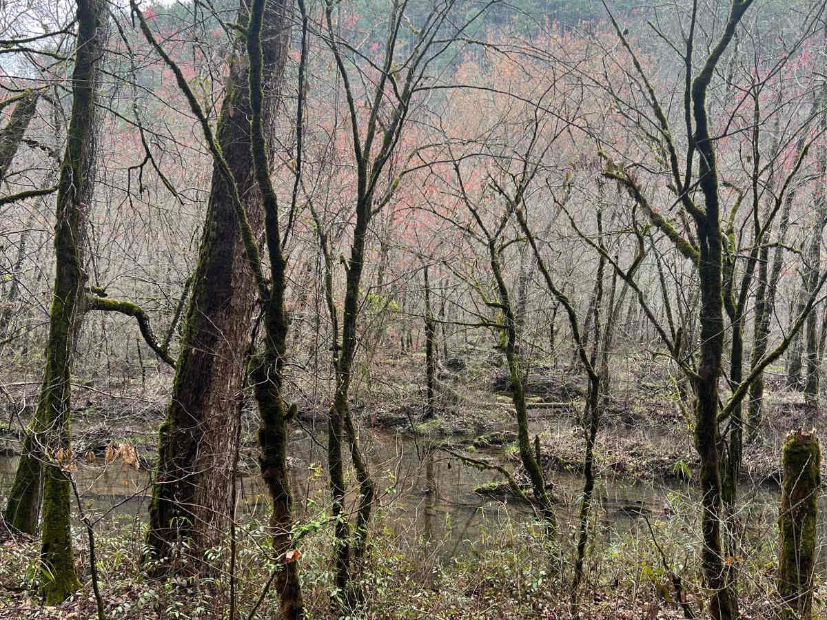 Shuler Creek photo 3