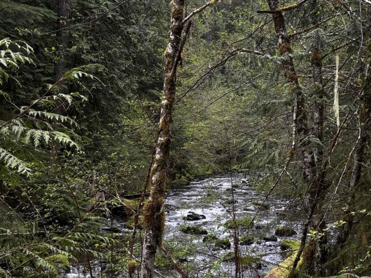 Wildcat/Nisqually Loop Trail trail photo