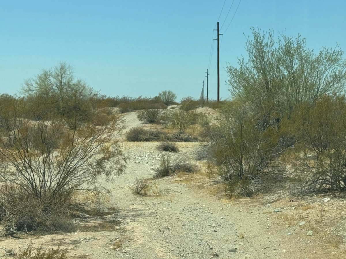 The Buzz of Gila Bend photo 6