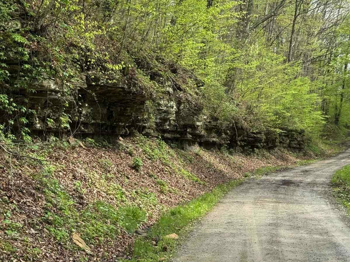 Williams Road photo 6