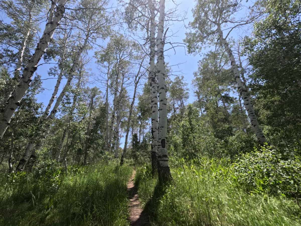 Lizard Lake - FS 8069 photo 6