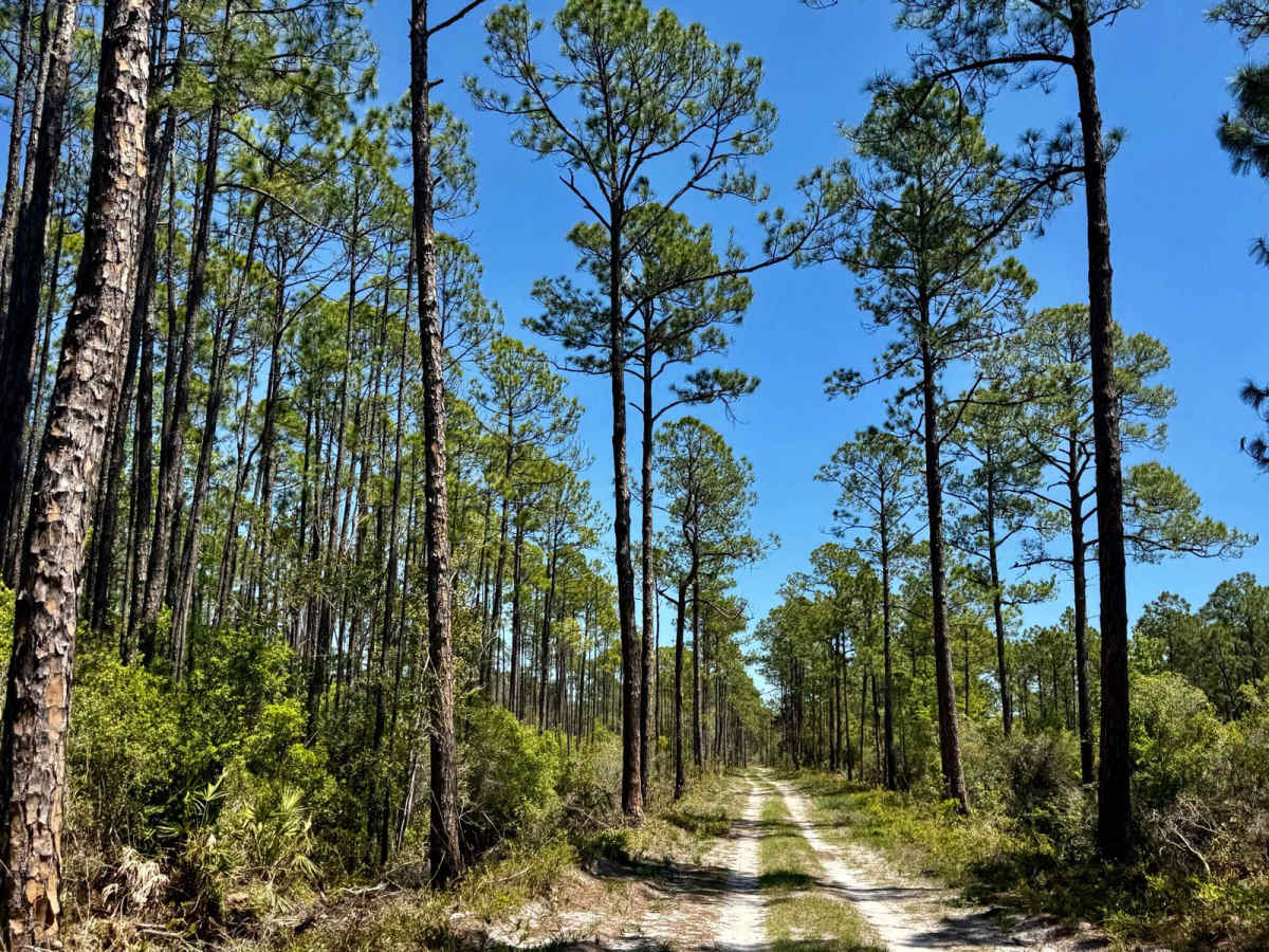 Road Camp Road photo 3