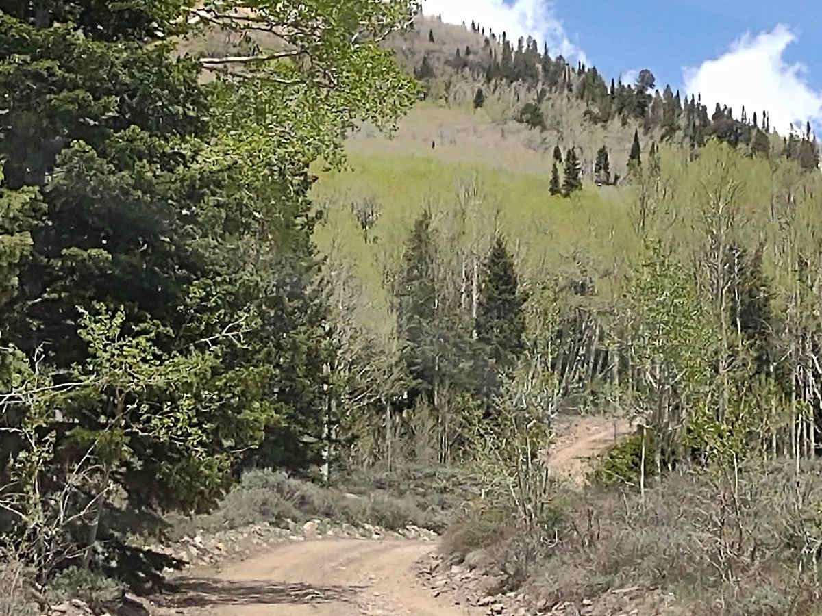 Aspen Grove Extravaganza photo 6