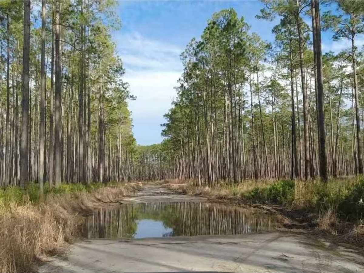 Osceola National Forest - Swamp Thing photo 2