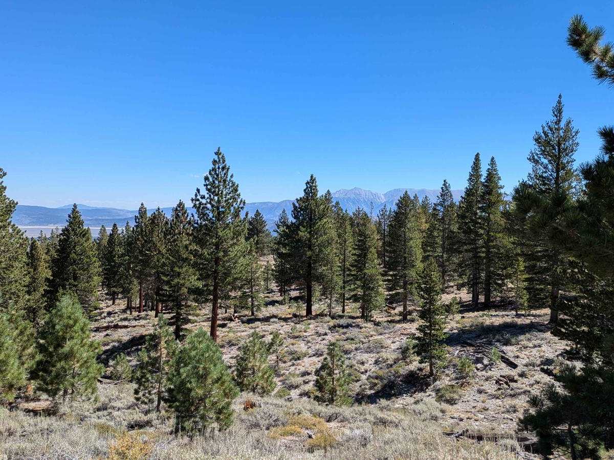 McGee Ridge - 1S97 trail photo