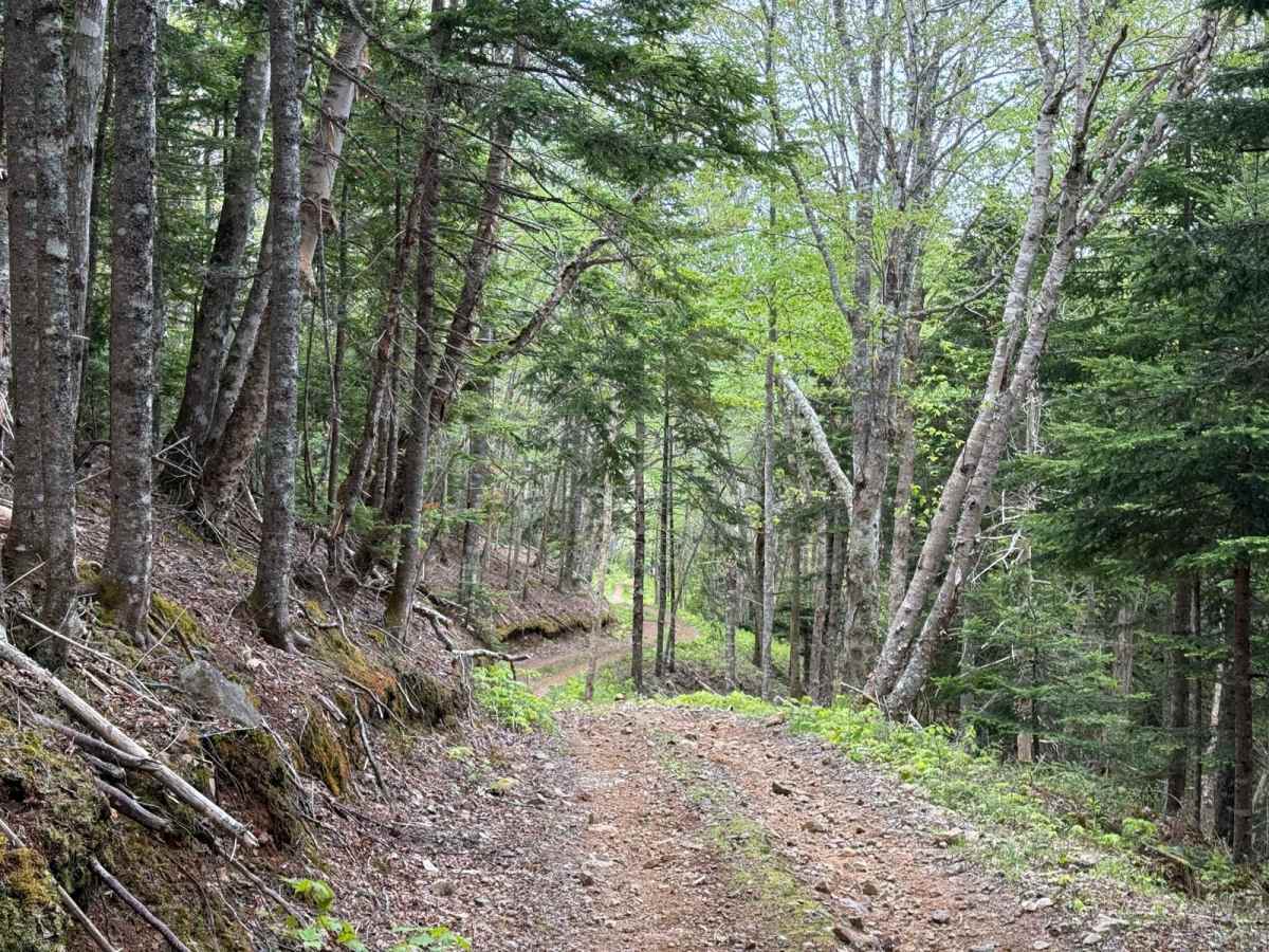 Gillanders Mountain Road West trail photo