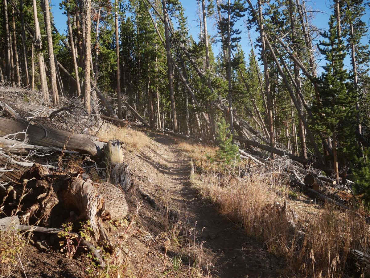 Roost photo 3