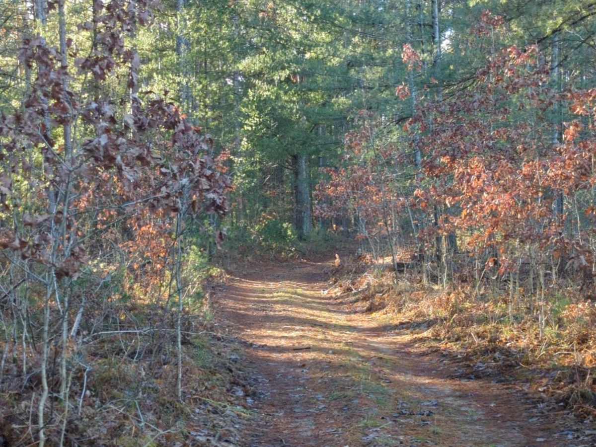Manistee National Forest Hayes Road trail photo