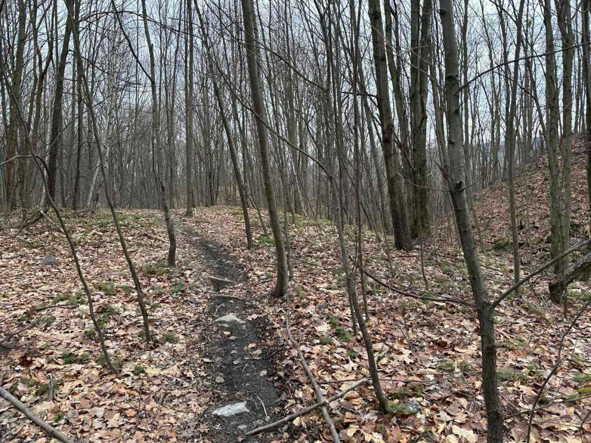 Locust Gap Single Track 7 photo 5