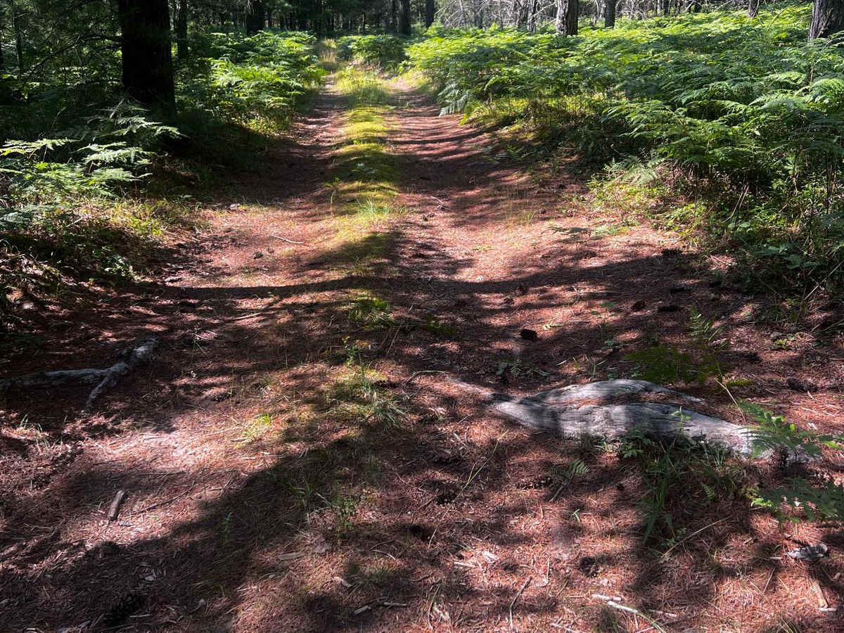 Bumpy Trail photo 5