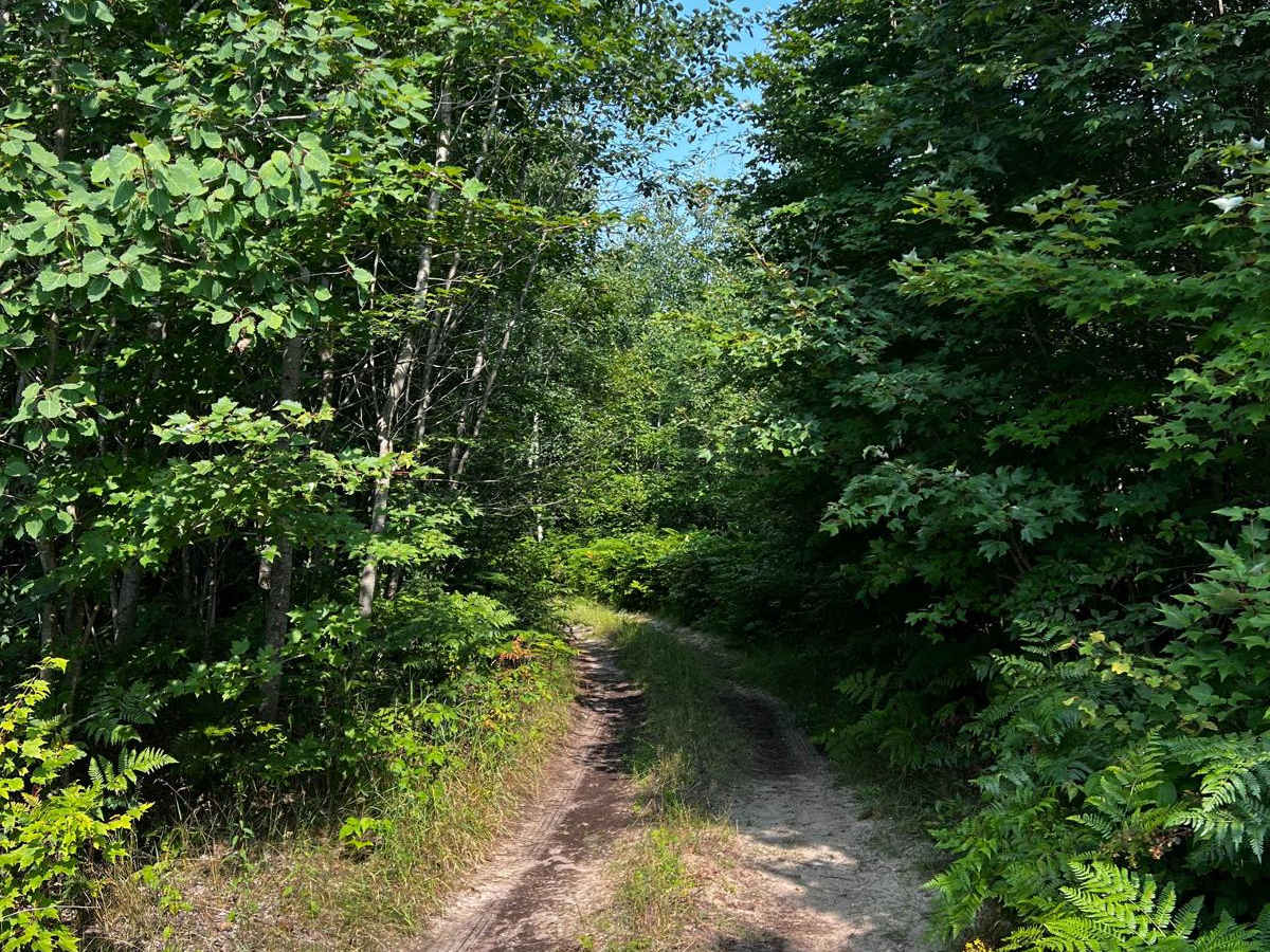 Tree Root Forest Trail photo 6