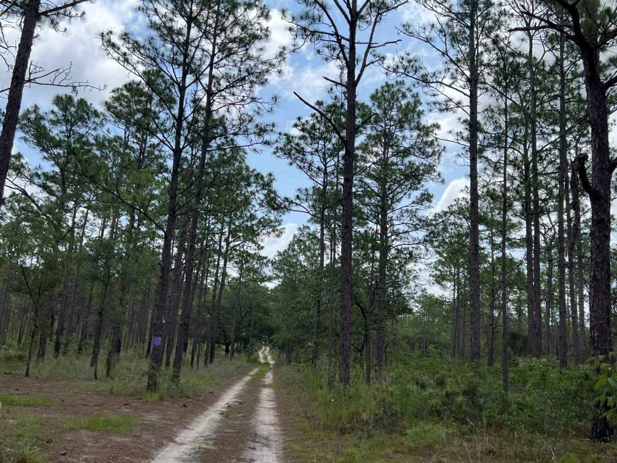 Citrus Wildlife Management | Trail 18 trail photo