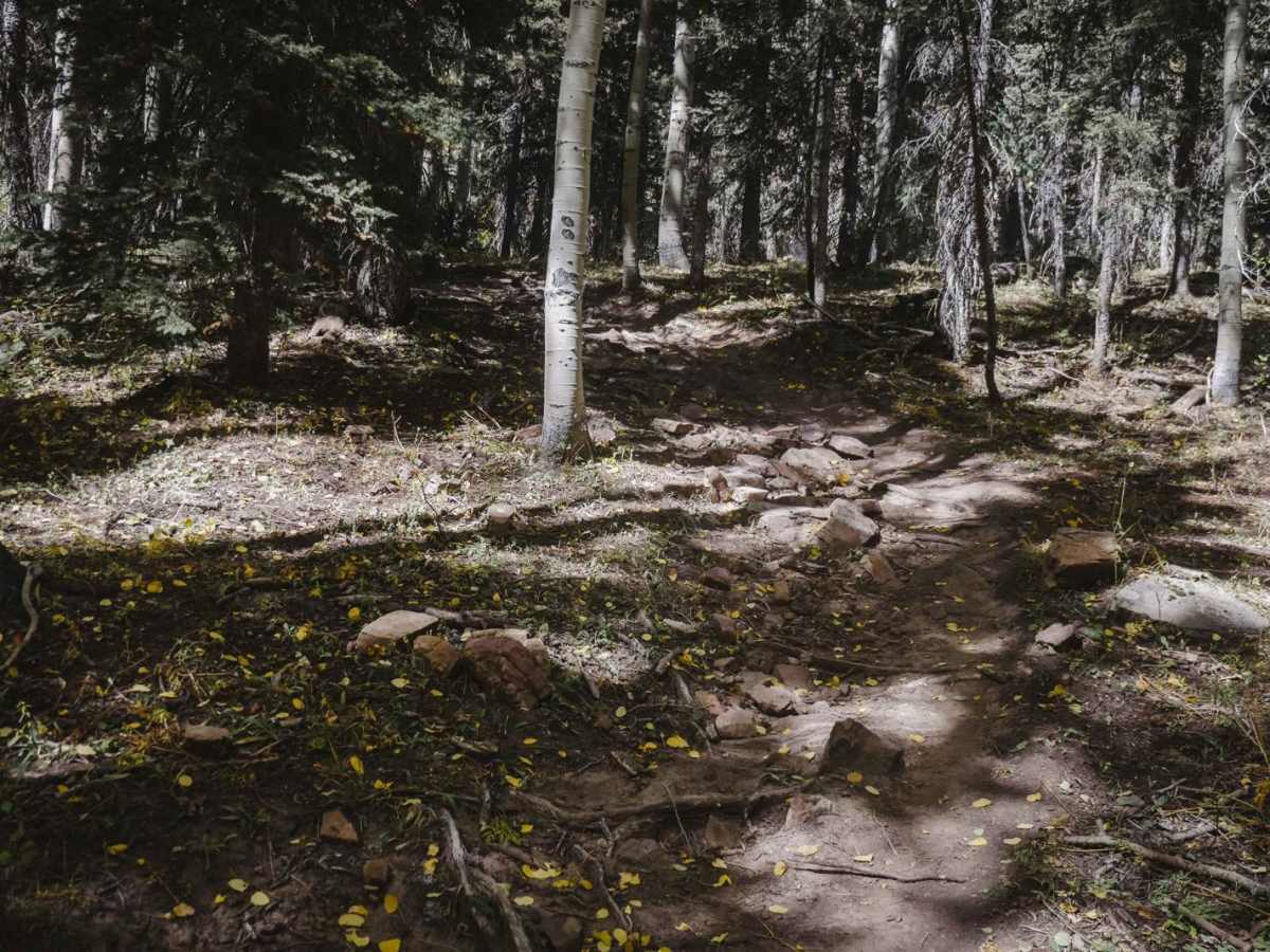 Hornet Trail photo 5