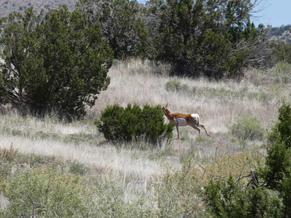 Buckhorn FS24 photo 4