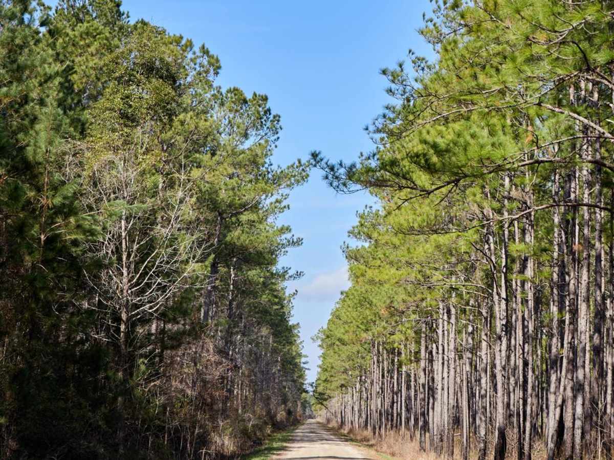 FSR108 - Bullhead Road photo 2