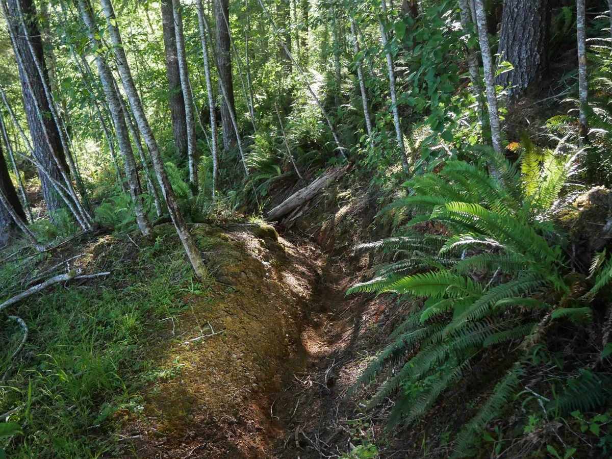#62 (Part 2) trail photo