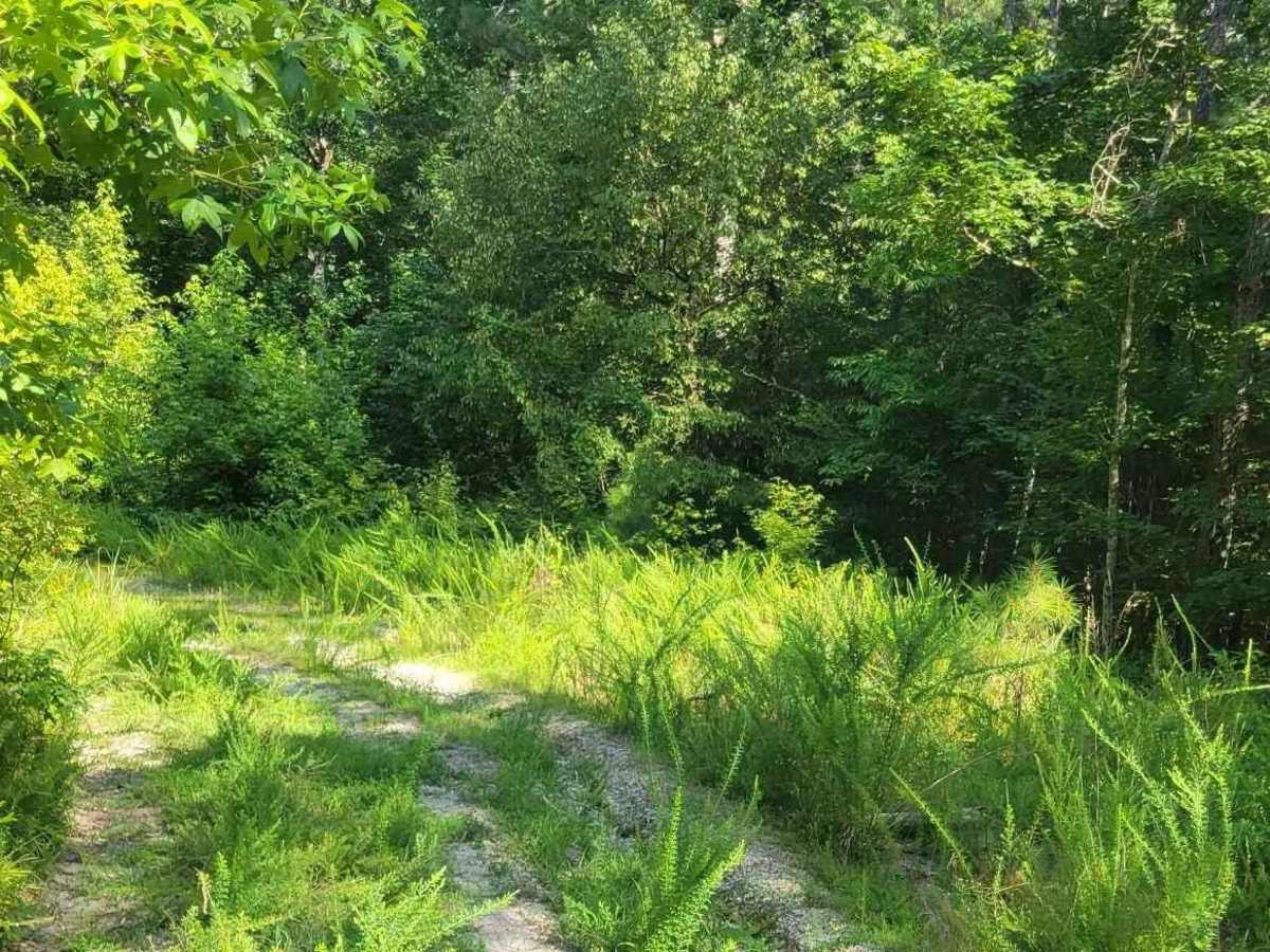 Pearl Branch Road (611) photo 6