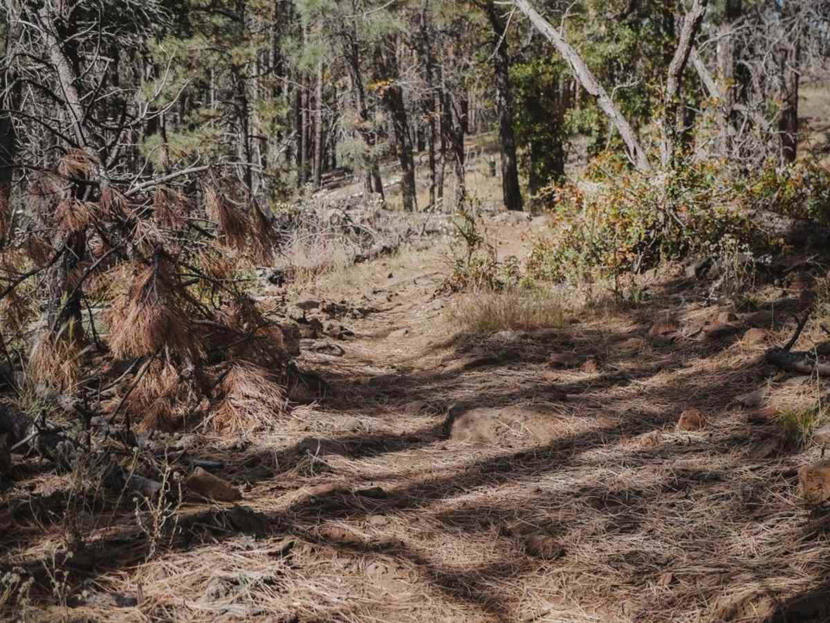 Rock Rut photo 6