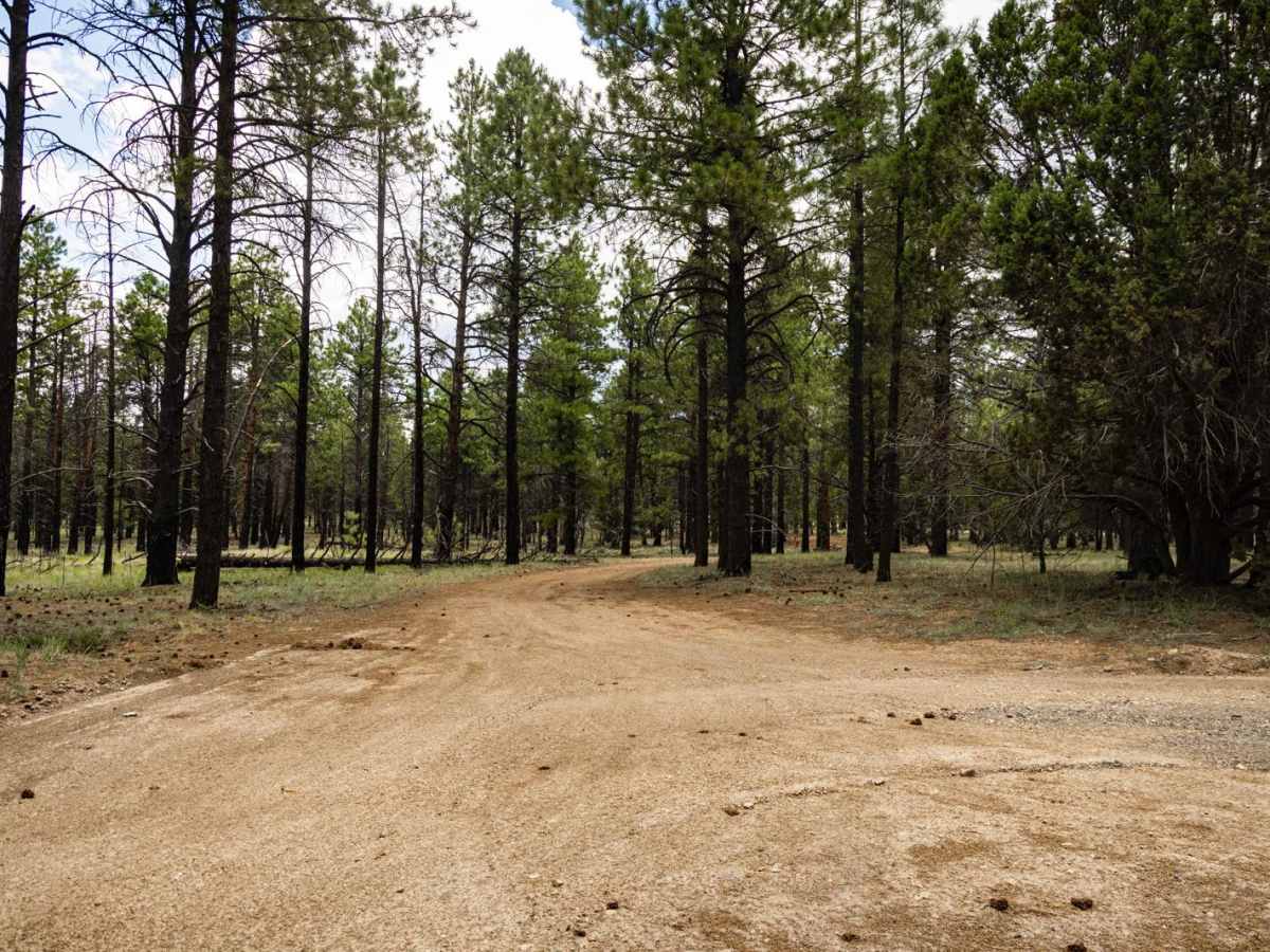 Buckwheats Basecamp trail photo