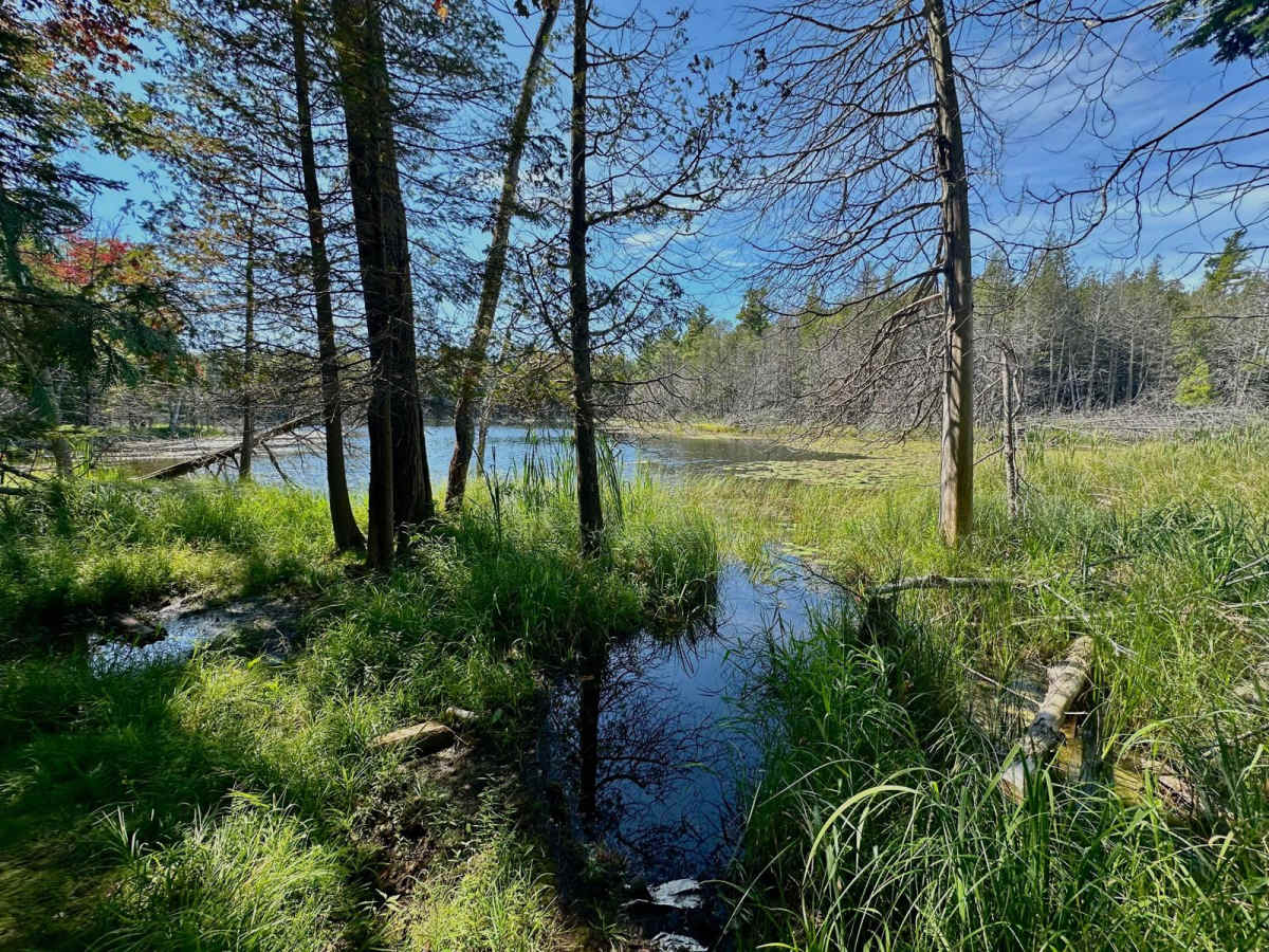 Deer Lake Road trail photo