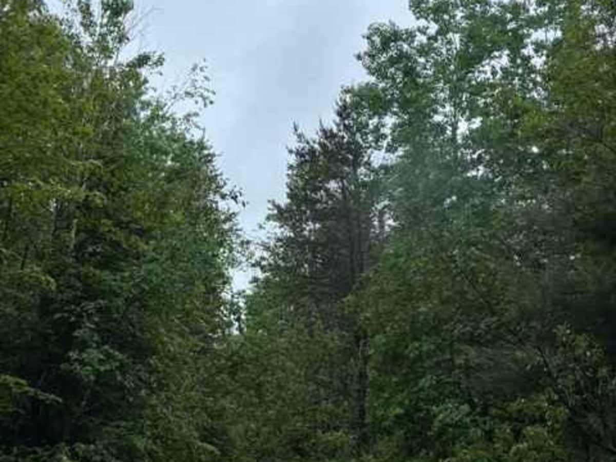 Forest Road 2614 photo 4