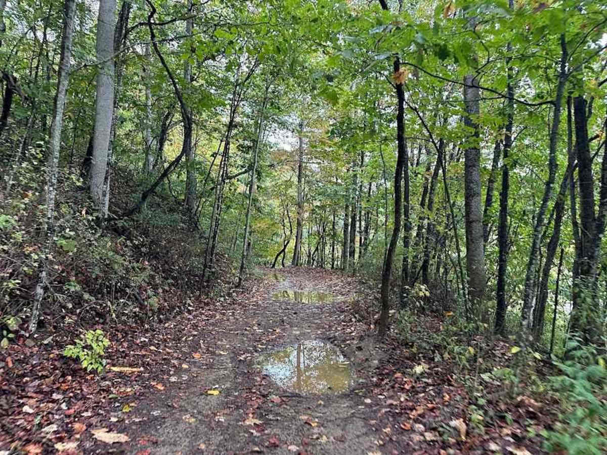 7 Green trail photo