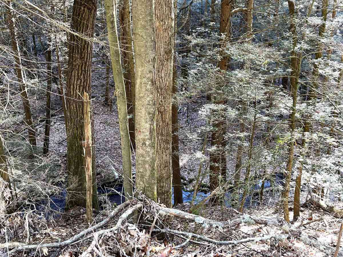 Knob Ridge Road Drivable Trail photo 5