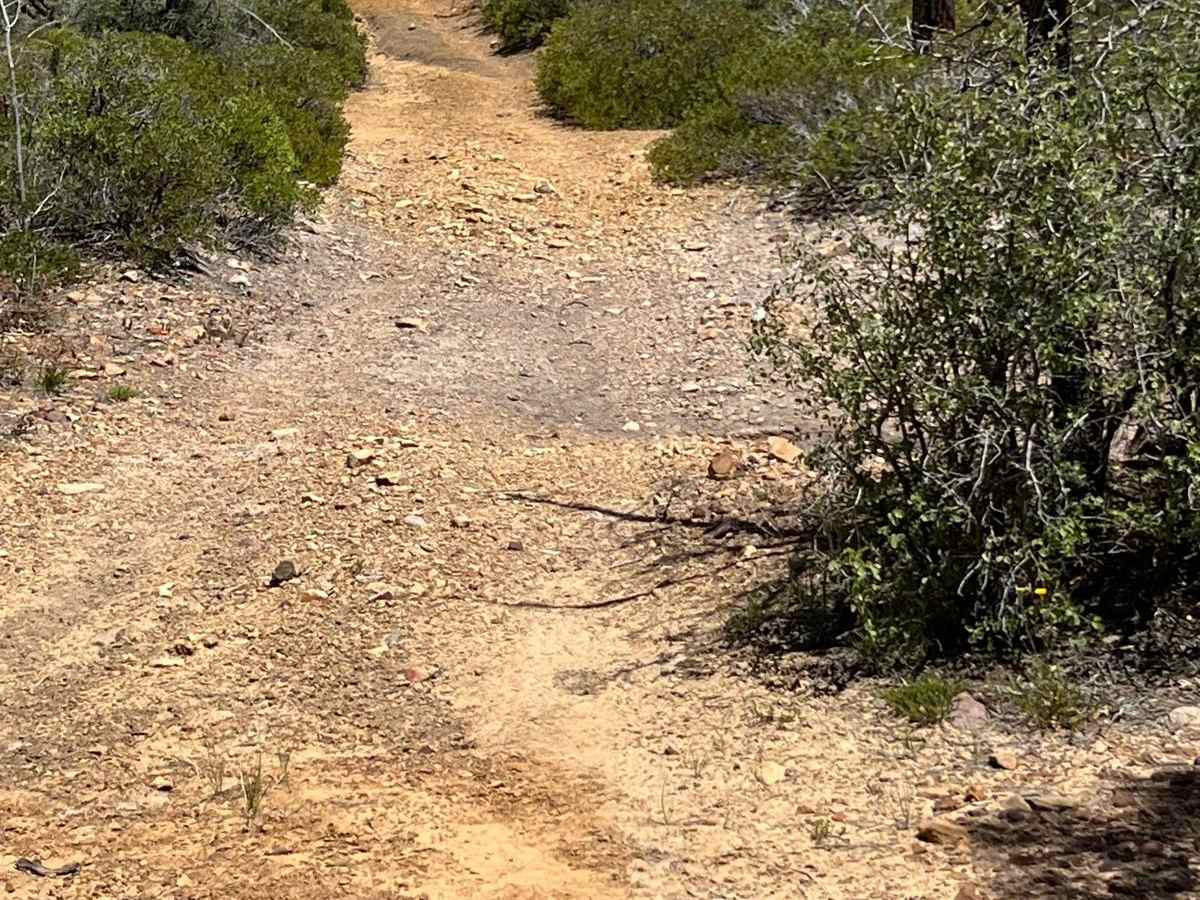Telephone Ridge trail photo