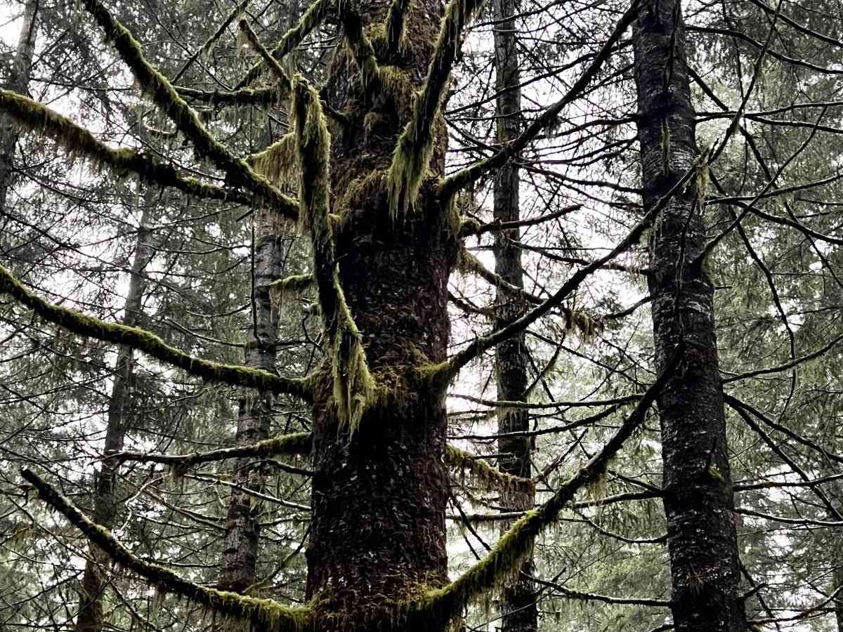 Oregon Coast Trail to Sea Lion Caves photo 2