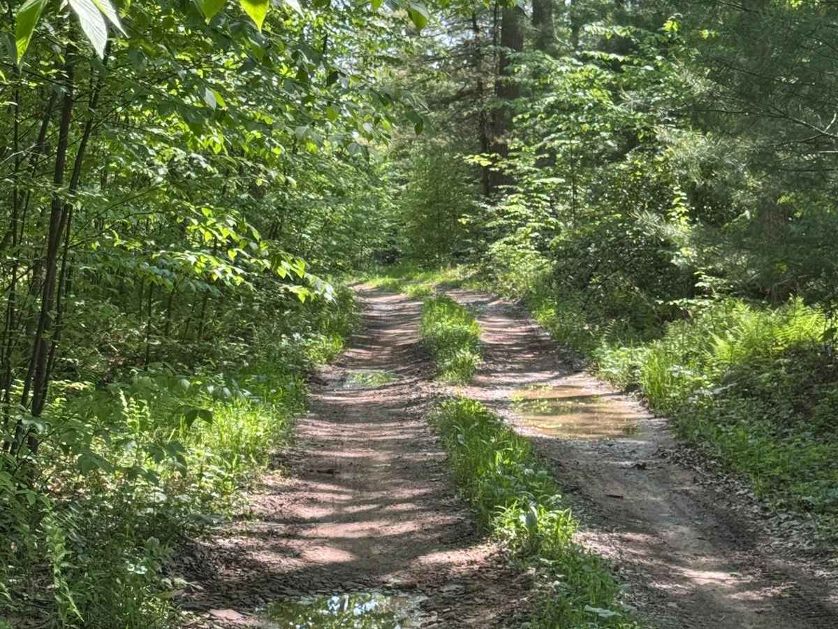 Six Mile Road photo 6
