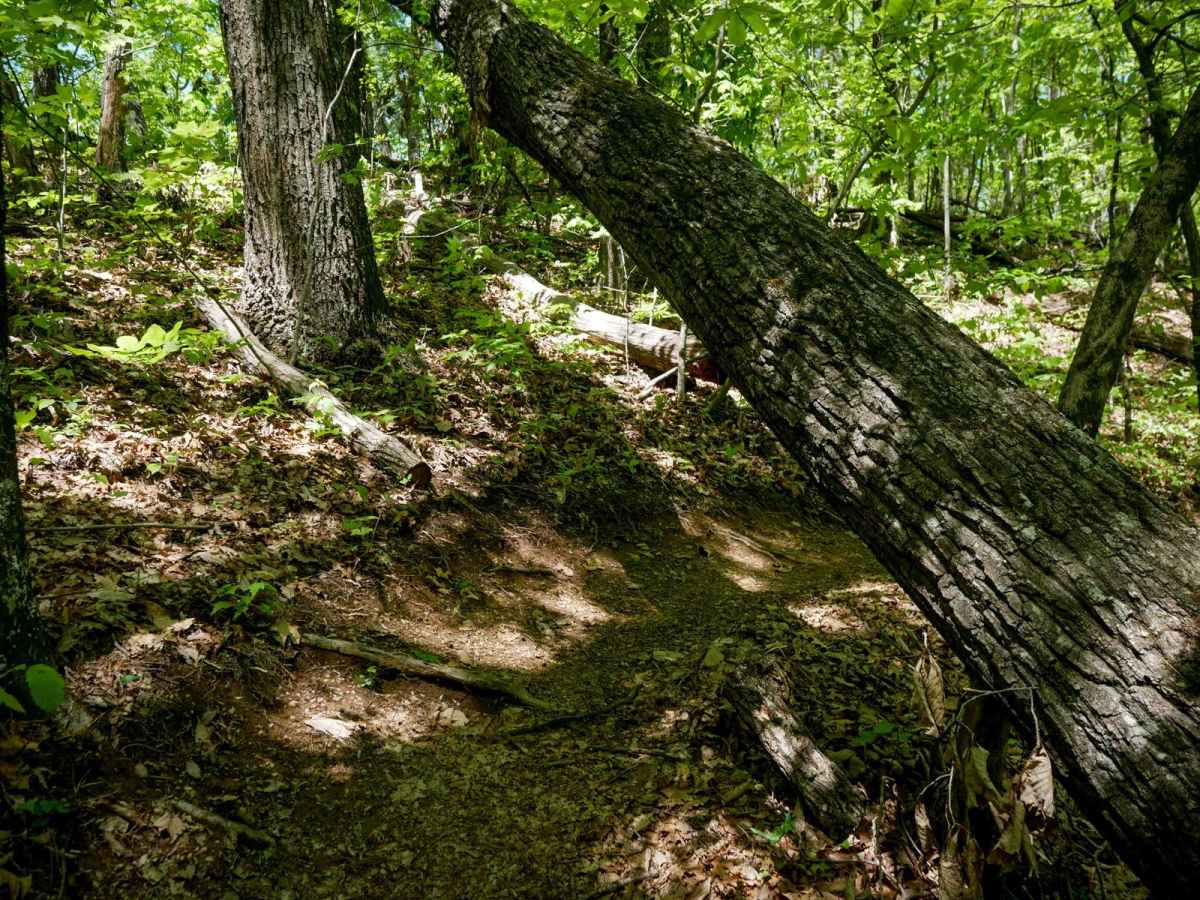 Stage 9 trail photo
