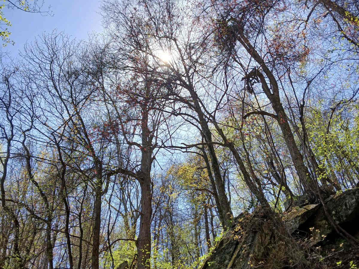 Maple Sally photo 6