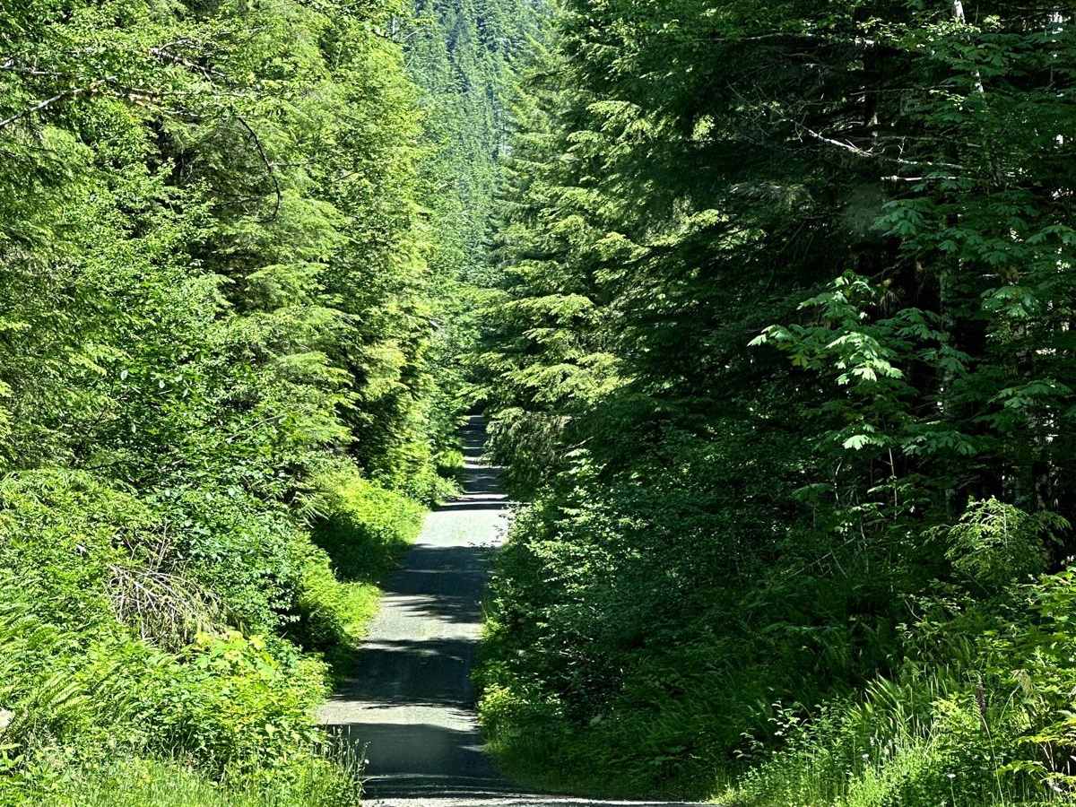West Side East Fork Humptulips Valley Trail photo 3
