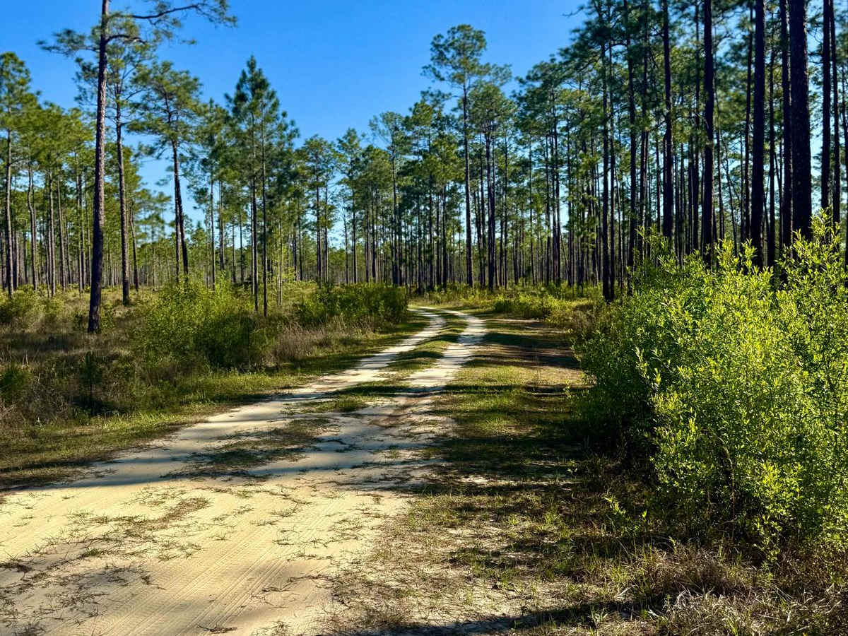 Rowletts Creek - FS 106 photo 2