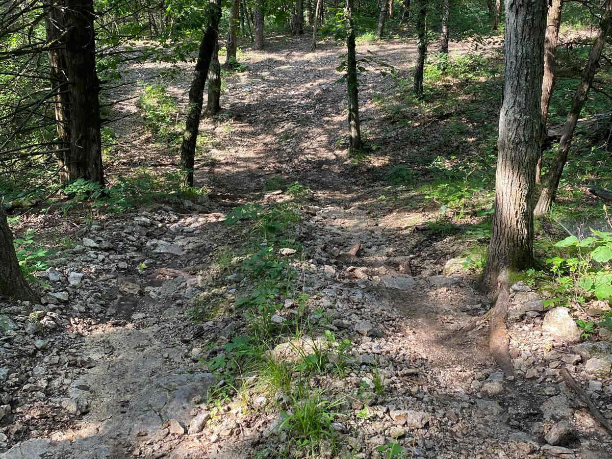 Burgoon's Black Snake photo 4