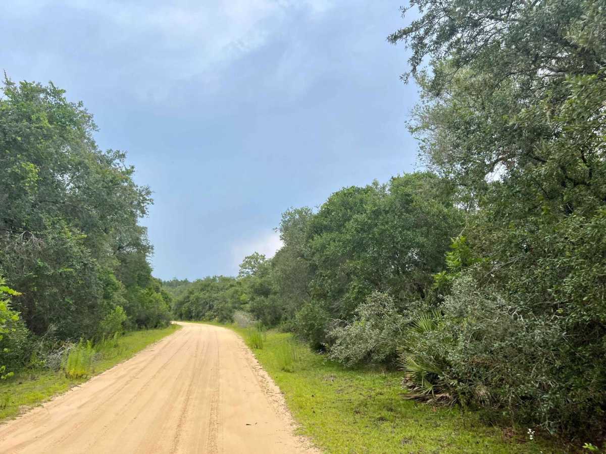 Ocala National Forest | Trail 5 photo 4