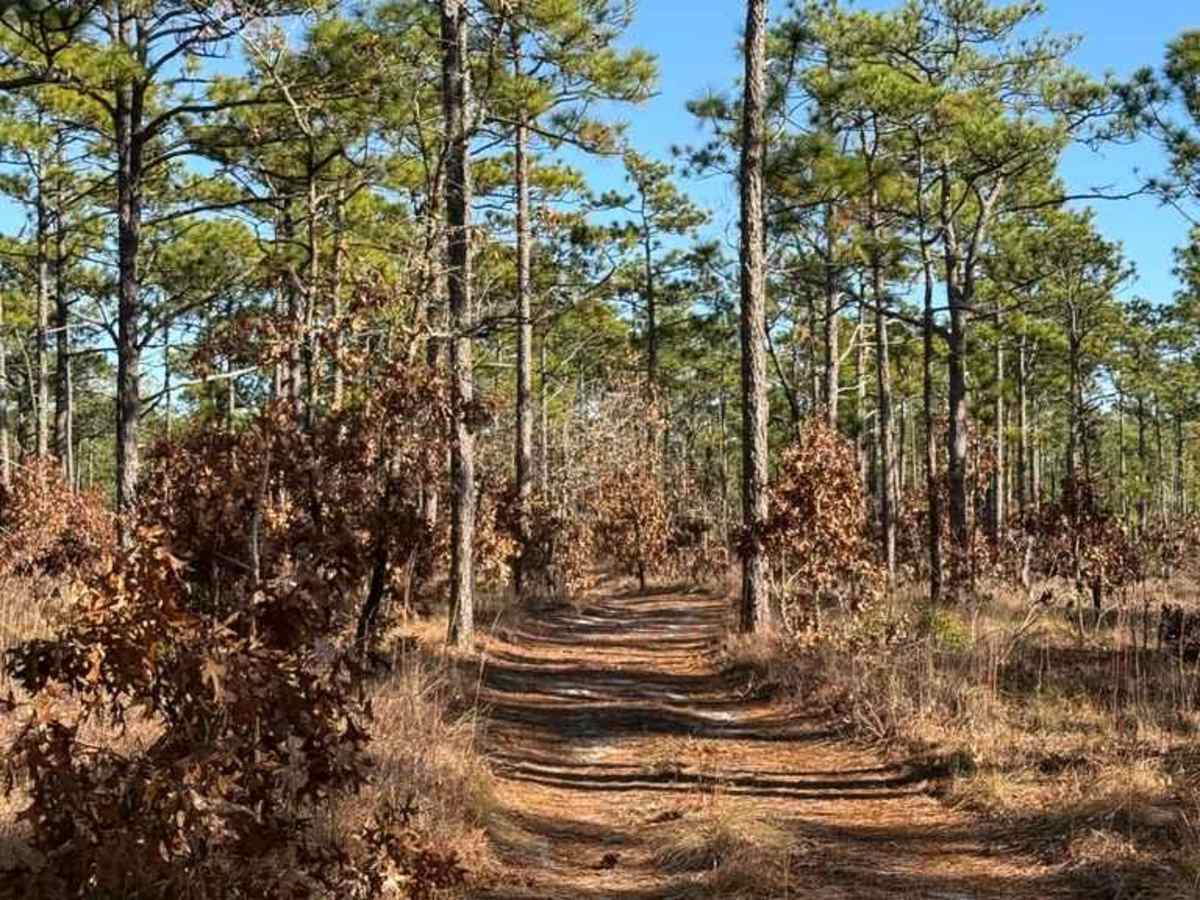 Bogue road spur 2 photo 4