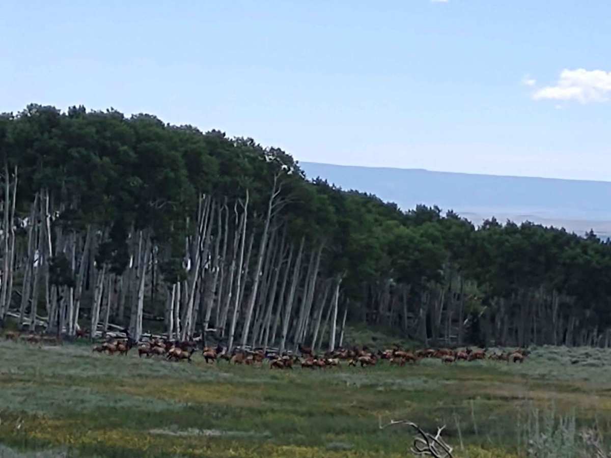 Wapiti Trail trail photo
