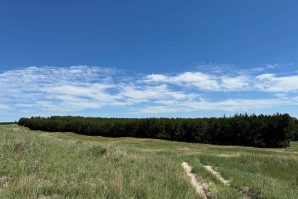 Tree Line