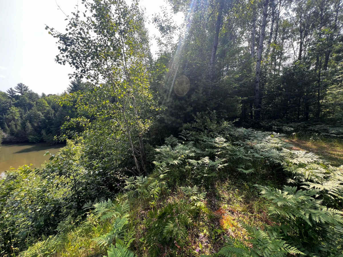 Jungle Trail photo 6