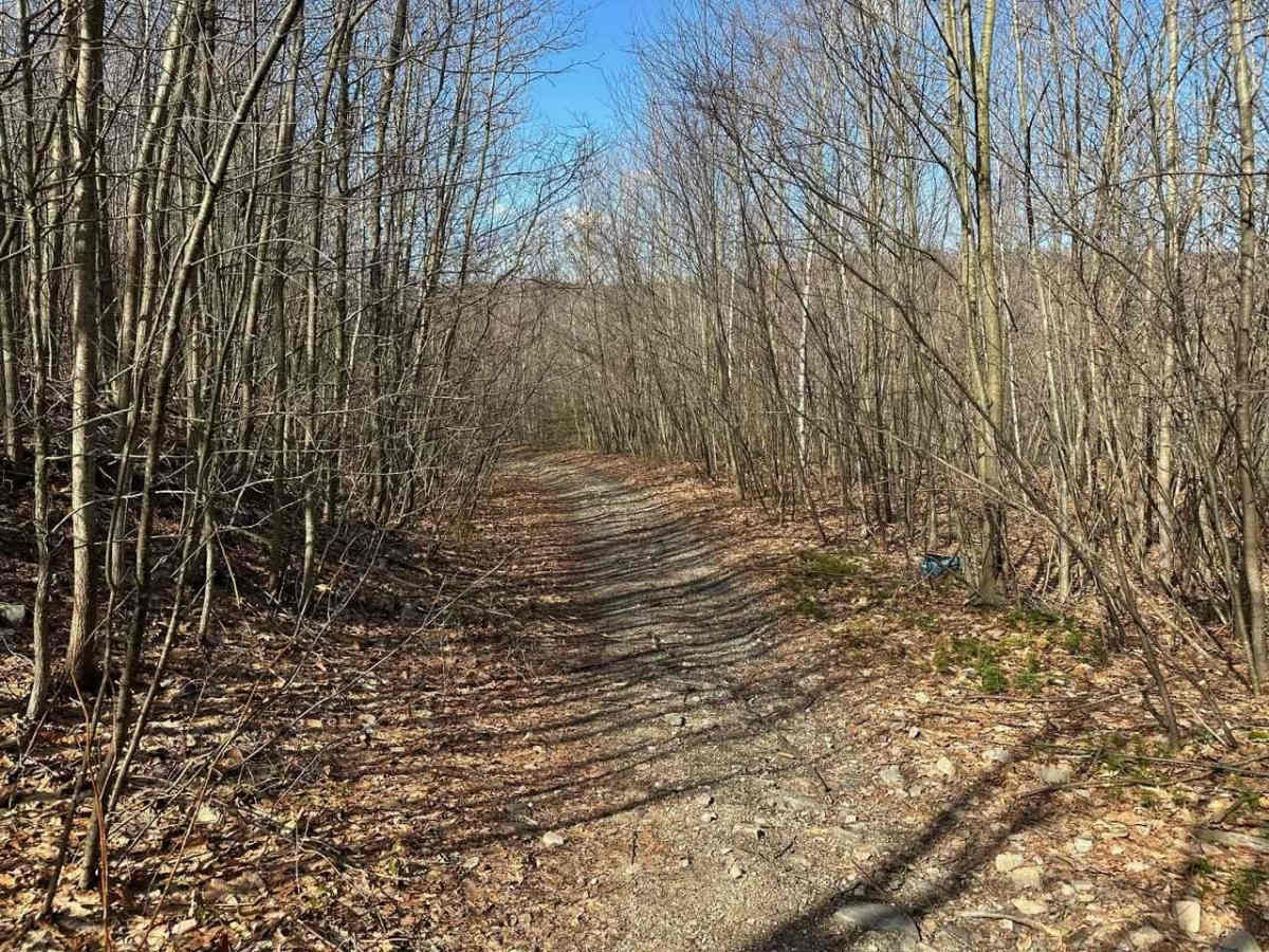 Locust Gap 44 photo 2