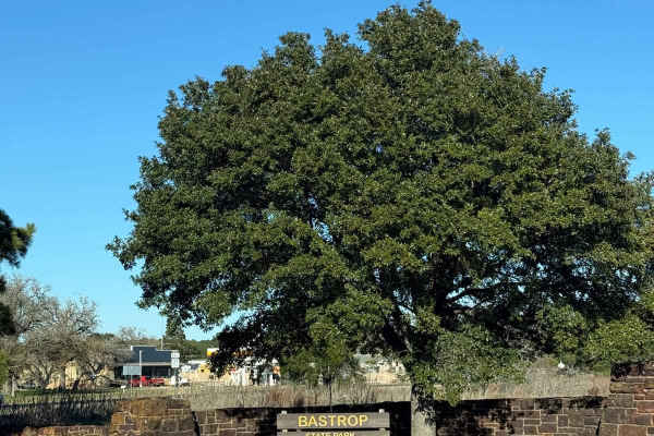 Bastrop State Park Backroads