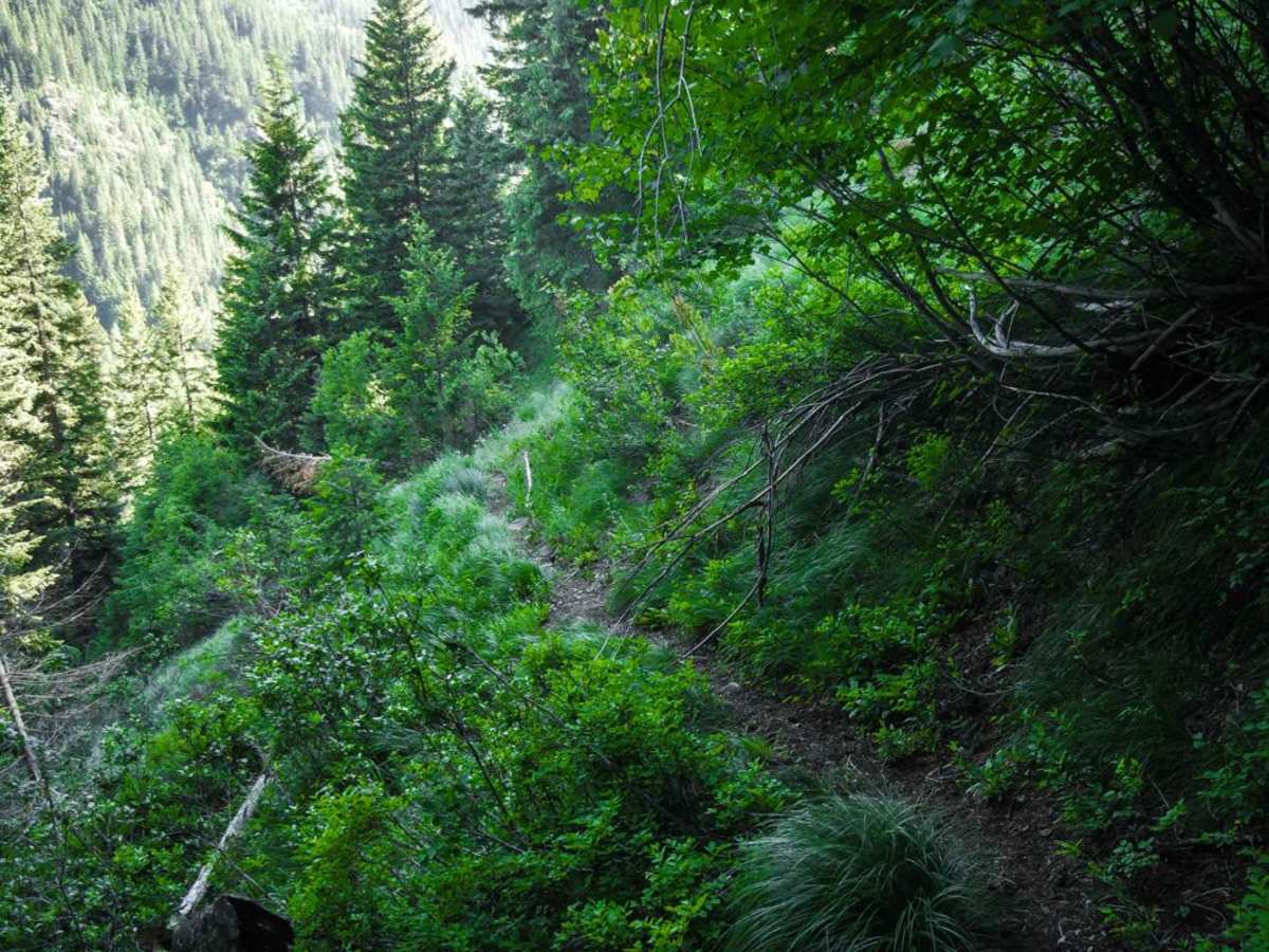 Dam Ridge trail photo