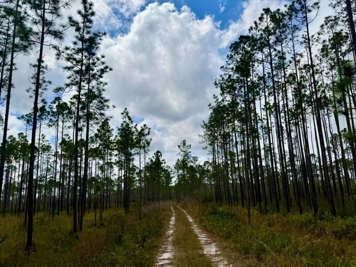 Bear Road- FS 111-E photo 6