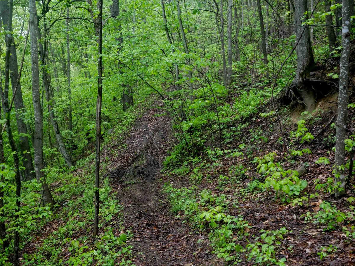 RH 197 trail photo