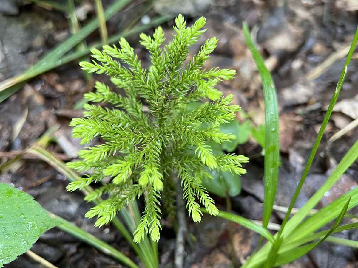 CR 489 to Avery Lake photo 5