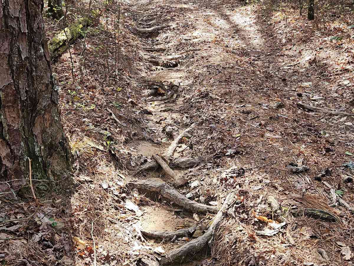 Kaia Trail photo 3