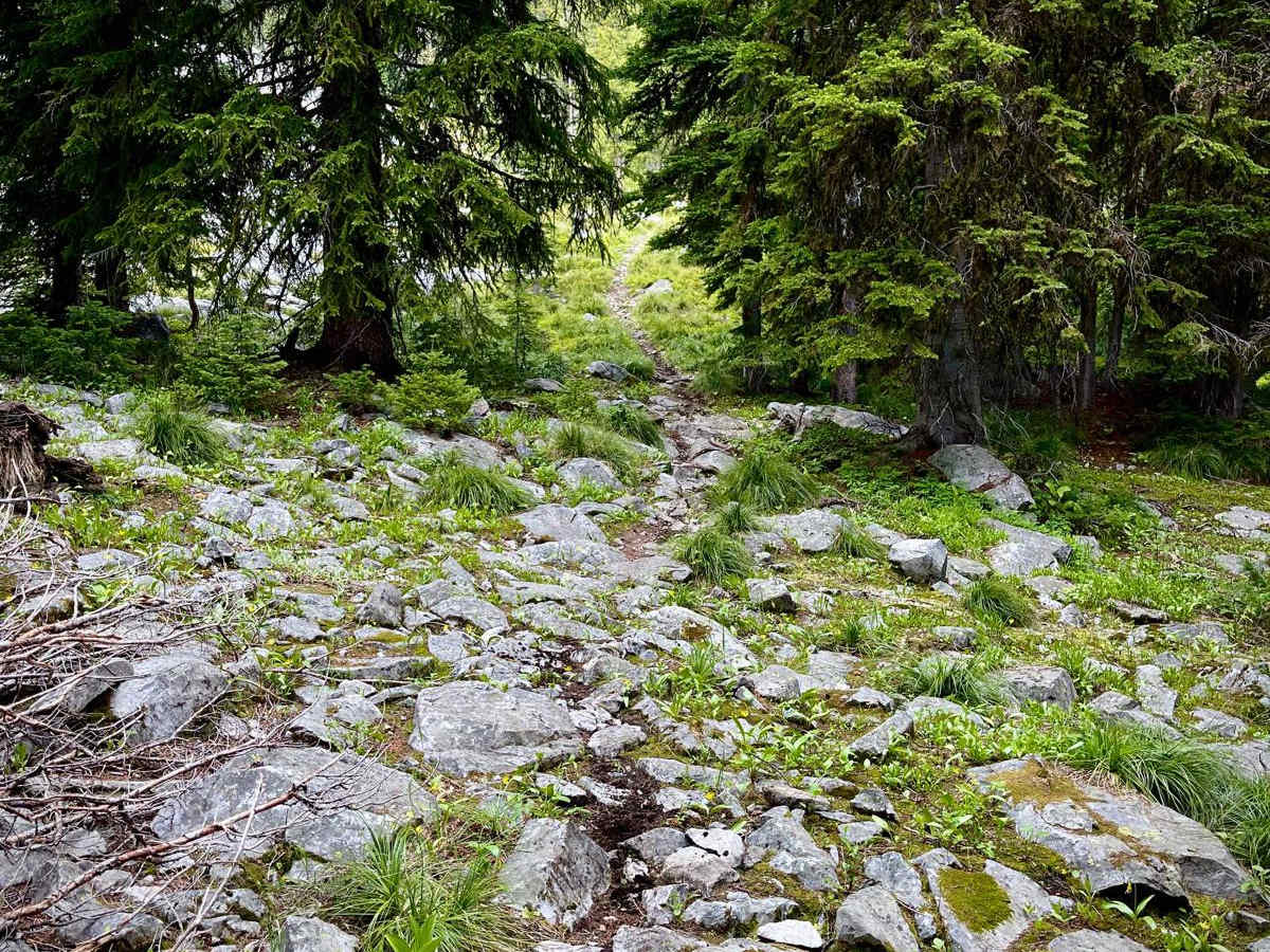 Divide NRT (Ditch Creek to Twin Creek Ridge) photo 2