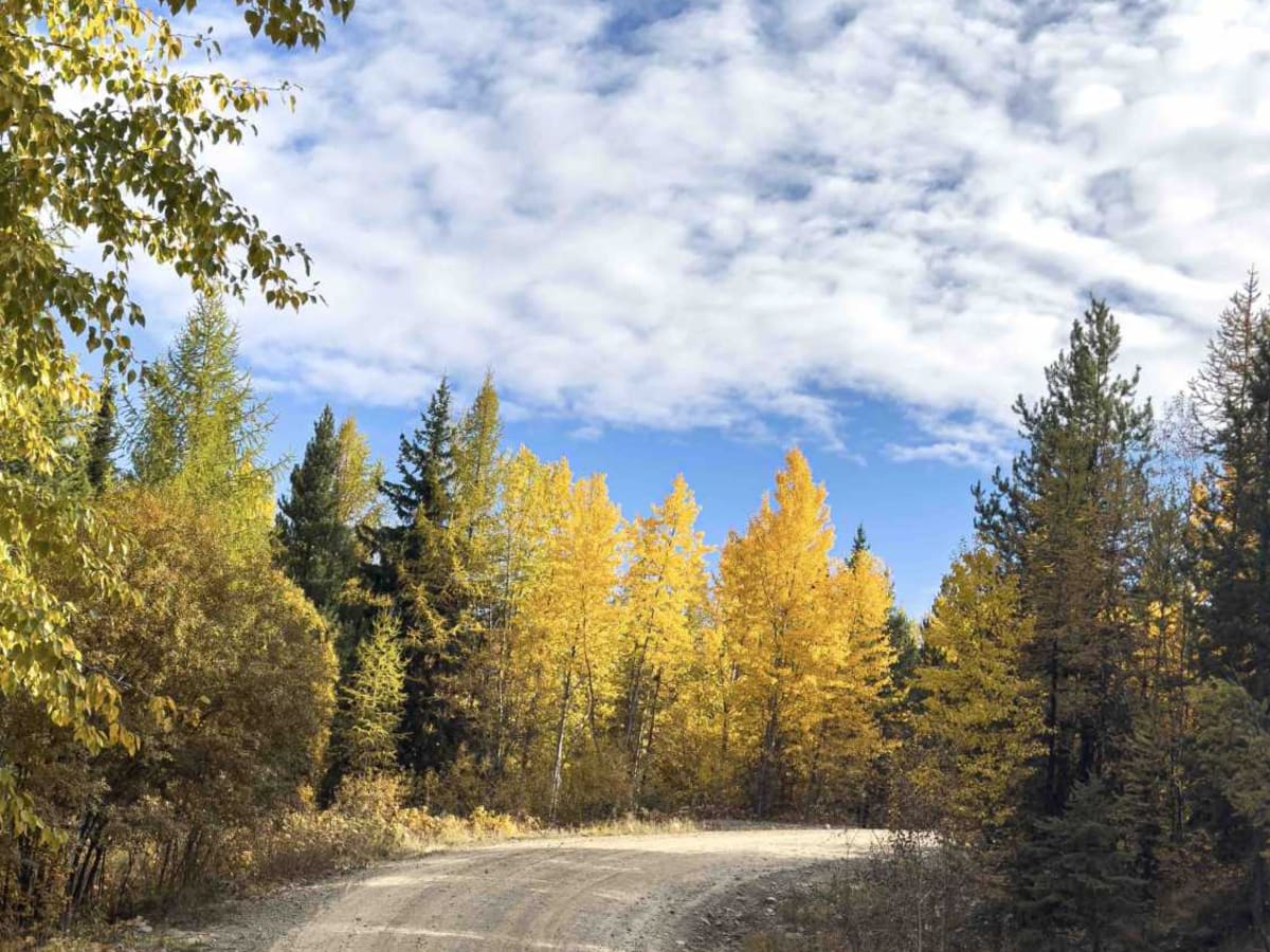 Gillard FSR Part 2 trail photo