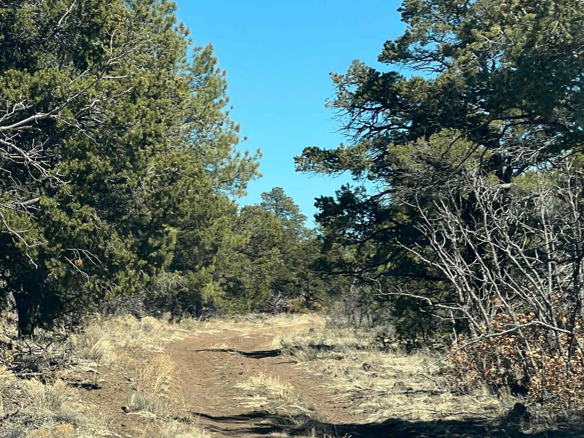 Peaceful Path - FR 194 photo 4